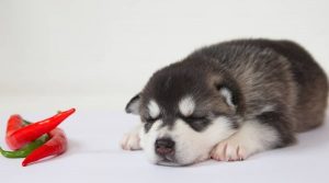 Husky-Puppy-Next-to-Red-Spicy-Vegetable