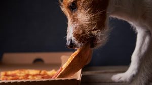 Jack-Russell-Taking-a-Slice-of-Savory-Pie