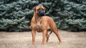 Large-Apricot-Colored-Dog