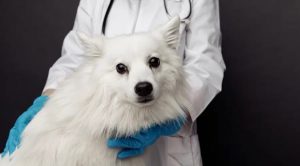 Weißer Spitz-Hund, der von einem Tierarzt überprüft wird