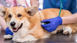 Corgi wird von einem Tierarzt untersucht