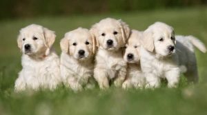 English-Cream-Retriever-Puppies