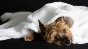 Sick-small-dog-under-blanket
