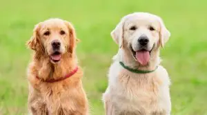 Two-Different-Golden-Retrievers-in-Field