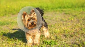 Yorkie-dog-in-cone-on-the-grass