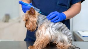 Yorkshire-Terrier-getting-shot-in-back-by-doctor-1