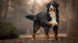 Bernese-Mountain-Dog-Female-Outdoors
