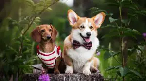 Cute-Corgi-and-Dachshund-Dog