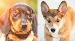 Dachshund-and-Corgi-Puppies