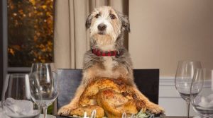 Dog-Eating-Turkey-at-Thanksgiving-Table