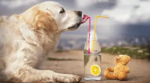 Dog-drinking-water-with-fruit-and-straw