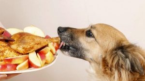 Dog-eating-Turkey-Leg-off-a-plate-with-apples