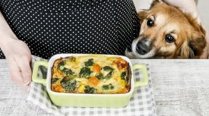Dog-looking-at-a-cauliflower-casserole-on-counter