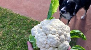 Dog-looking-at-a-head-of-cauliflower