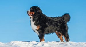 Dog-with-Thick-Coat-in-Snow