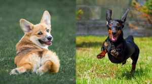 Healthy-Small-Breed-Dogs-Playing