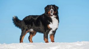 Healthy-Tri-Colored-Dog-in-Snow