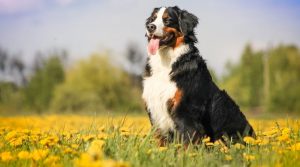 Large-Tri-Colored-dog-in-Meadow