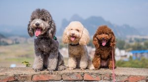 Three-Different-Poodles