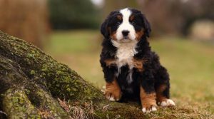 Tri-Colored-Puppy-Outdoors