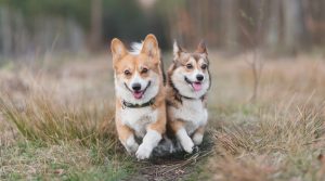Two-Running-Corgi-Dogs