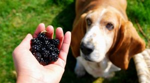Beagle-Looking-to-Eat-Berries