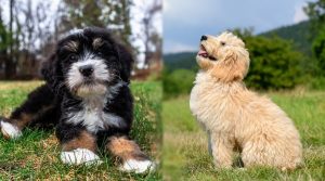 Bernedoodle-and-Goldendoodle-Exercising