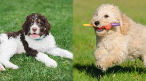 Bernedoodle-and-Goldendoodle-Playing