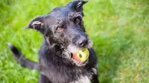 Black-Dog-With-Fruit-in-its-Mouth