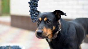 Black-and-Rust-Dog-Looking-at-Fruit-From-a-Vine