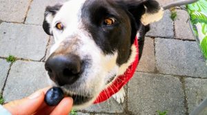 Border-Collie-Eating-Berry