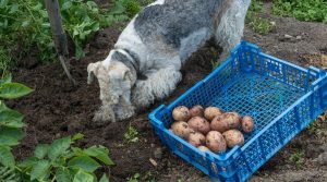 Dog-Digging-in-the-Ground-for-Root-Vegetables