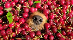 Dog-Nose-Among-Red-Fruits
