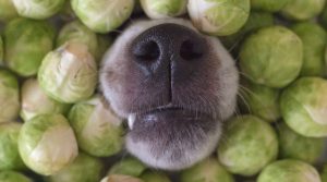 Dog-Nose-Among-Small-Green-Vegetables