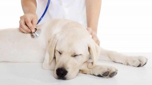 Dog-vet-checkup