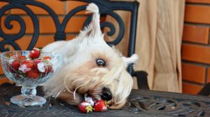 Excited-Dog-Eating-Berries-off-Tabletop