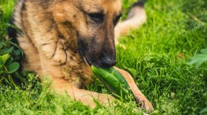 German-Shepherd-Eating-Refreshing-Green-Fruit