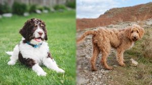 Goldendoodle-and-Bernedoodle-outdoors