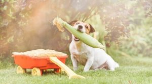 Jack-Russel-With-Fresh-Vegetable-in-Mouth