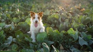 Jack-Russell-Among-Field-of-Green-Leaf-Vegetables