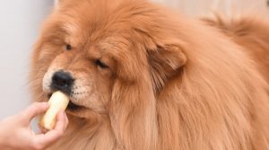 Large-Fluffy-Dog-Eating-Yellow-Long-Fruit