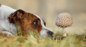 Pitbull-Dog-Looking-at-Fungus-Growing-From-Ground