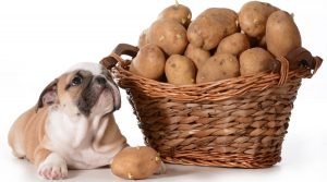 Puppy-Bulldog-Next-to-Basket-of-Root-Vegetables