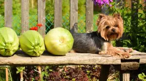 Small-Yorkie-Next-to-Large-Green-Vegetable