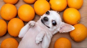White-Chihuahua-Among-Juicy-Citrus-Fruit