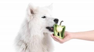 White-Dog-Eating-Green-Vegetable