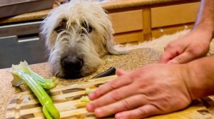 White-Dog-Waiting-to-Eat-Green-Vegetable-Stalk
