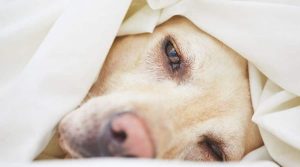 sick-dog-under-sheets