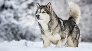 Large-Malamute-in-Cold-Weather