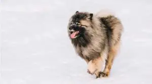 Keeshond in Snow